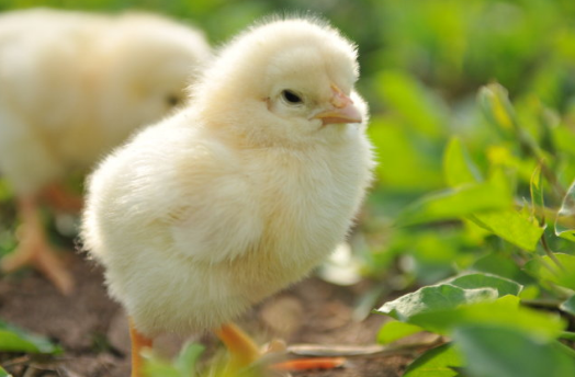 雏鸡标准化饲养管理