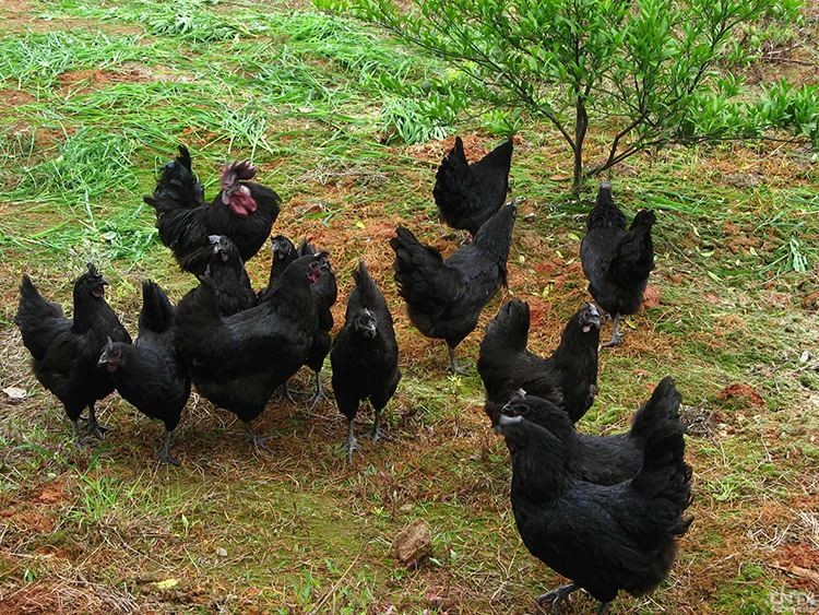 乌鸡精品养殖方法