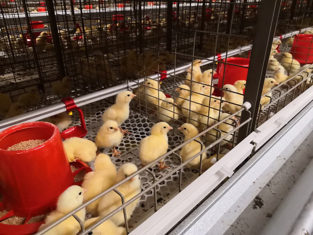 The necessary knowledge of raising chickens: how are the chicken